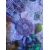 Phymanthus crucifer
